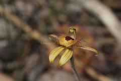 Caladenia discoidea