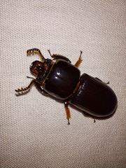 Odontotaenius