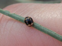 Hyperaspis trifurcata