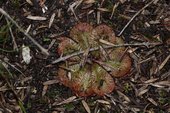 Drosera rosulata