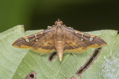 Prophantis adusta