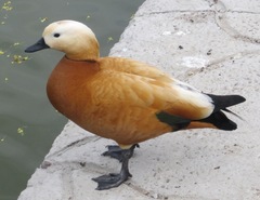 Tadorna ferruginea
