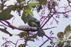 Ptiliogonys cinereus