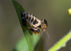 Chrysomelidae