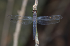 Orchithemis pulcherrima