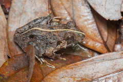 Limnonectes malesianus