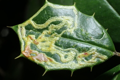 Phytomyza opacae