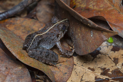 Limnonectes malesianus