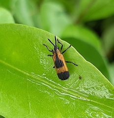 Oxychalepus balyanus