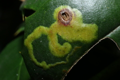 Phytomyza ilicicola