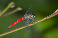 Orchithemis pulcherrima