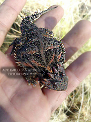 Phrynosoma orbiculare