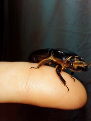 Odontotaenius