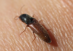 Agriotes