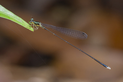 Amphicnemis gracilis