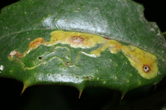 Phytomyza ilicicola