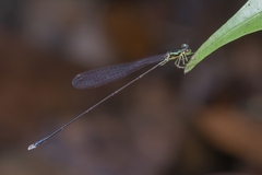 Amphicnemis gracilis