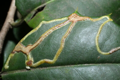 Phytomyza opacae