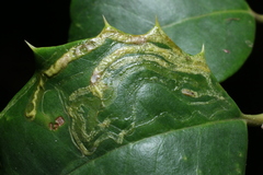 Phytomyza opacae