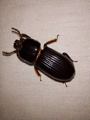 Odontotaenius