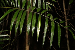Calamus australis