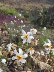 Leucocoryne coronata