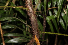 Calamus australis