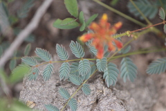 Hoffmannseggia gladiata