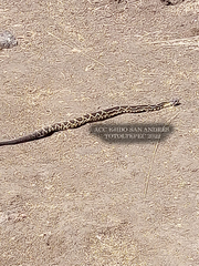 Crotalus molossus nigrescens