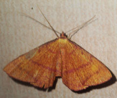 Eumelea biflavata