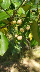 Euonymus fortunei