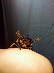 Odontotaenius