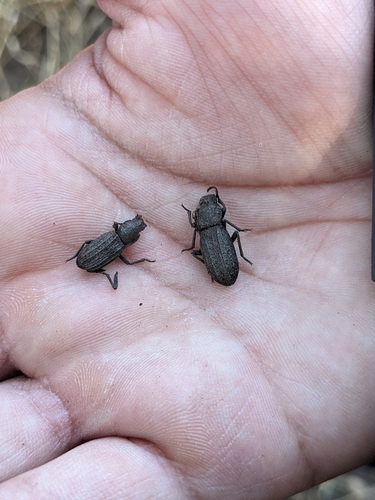 iNaturalist observation photo of Darkling Beetles