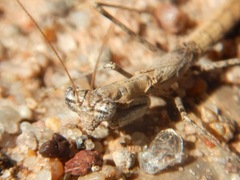 Litaneutria