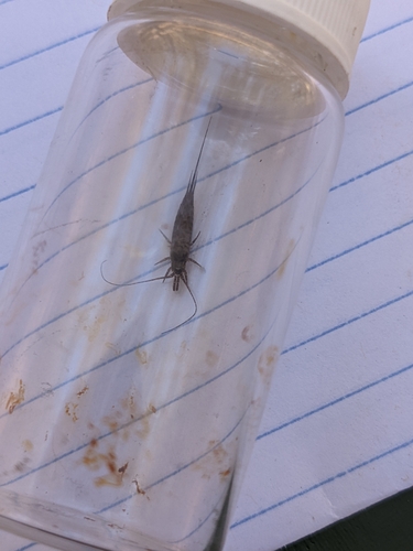 iNaturalist observation photo of Pedetontus