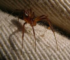 Pityohyphantes rubrofasciatus