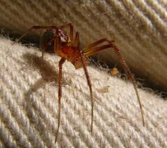 Pityohyphantes rubrofasciatus