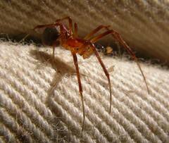 Pityohyphantes rubrofasciatus