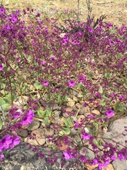 Mirabilis elegans