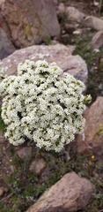 Stevia serrata