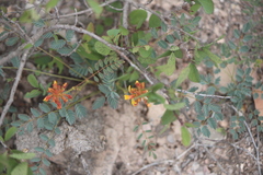 Hoffmannseggia gladiata