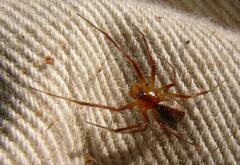 Pityohyphantes rubrofasciatus