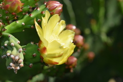 Opuntia monacantha