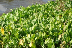 Sagittaria platyphylla