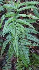 Arachniodes aristata