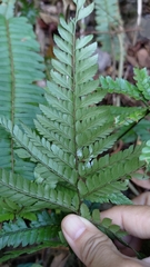 Arachniodes aristata