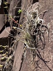Tillandsia uruguayensis