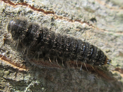 Cerogria janthinipennis