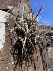 Tillandsia uruguayensis