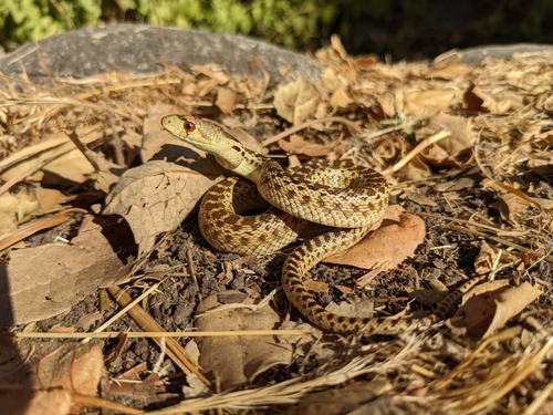 iNaturalist observation photo of Pacific Gopher Snake